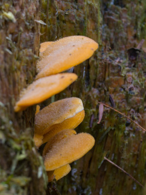 Phyllotopsis nidulans / Oranje oesterzwam