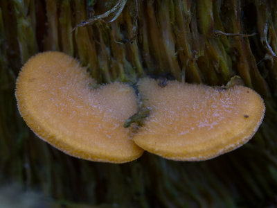 Phyllotopsis nidulans / Oranje oesterzwam