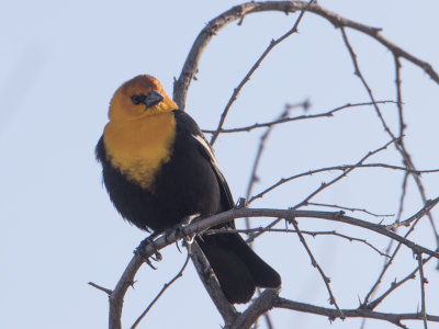 Yellow-headed Blackbird / Geelkoptroepiaal / Xanthocephalus xanthocephalus