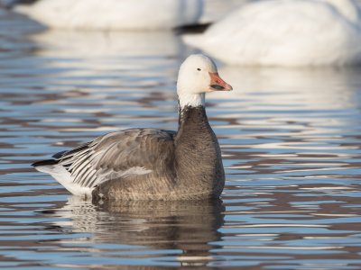 Snow Goose / Sneeuwgans / Chen caerulescens