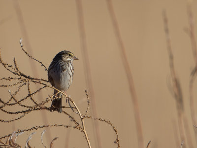Savannah Sparrow / Savannah Gors / Passerculus sandwichensis