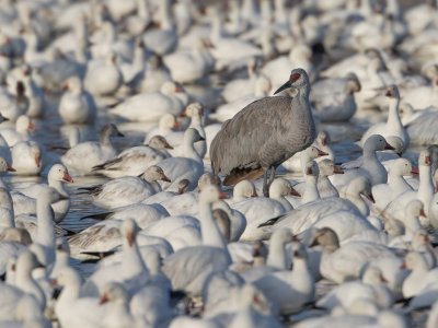 Sandhill Crane / Canadese kraanvogel / Grus canadensis
