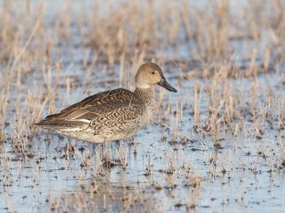 Northern Pintail / Pijlstaart / Anas acuta
