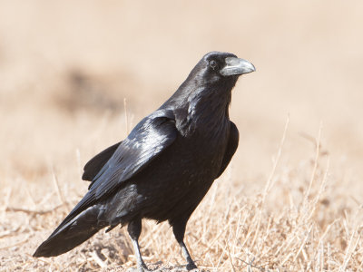 Common Raven / Raaf / Corvus corax