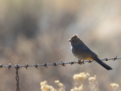 Canyon Towhee / Bruine towie / Melozone fusca