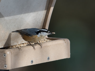 Red-breasted nuthatch / Canadese boomklever / Sitta canadensis