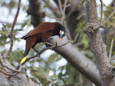 Montezuma Oropendola / Montezuma oropendola / Psarocolius montezuma