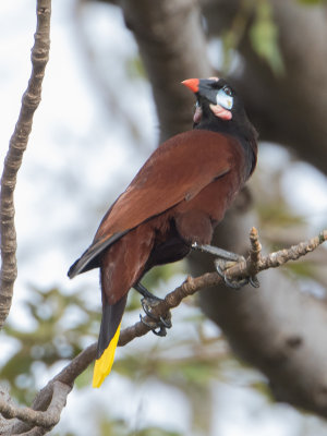 Montezuma Oropendola / Montezuma oropendola / Psarocolius montezuma