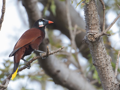 Montezuma Oropendola / Montezuma oropendola / Psarocolius montezuma