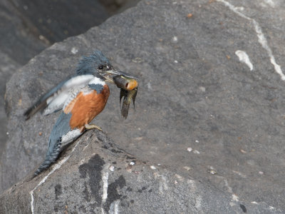 Ringed kingfisher / Amerikaanse reuzenijsvogel / Megaceryle torquata