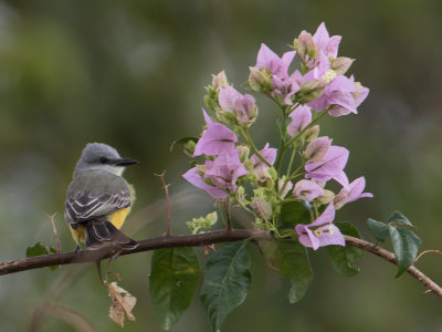 Tropical Kingbird / Tropische Koningstiran / Tyrannus melancholicus