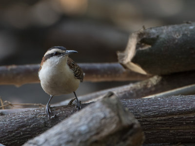 Rufous-naped Wren / Roodnekwinterkoning / Campylorhynchus rufinucha