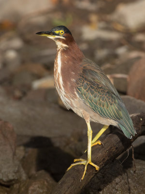 Green Heron / Groene Reiger / Butorides virescens