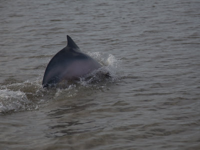 Guiana dolphin / Sotalia guianensis