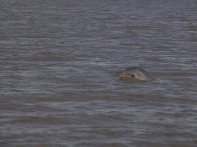 Guiana dolphin / Sotalia guianensis