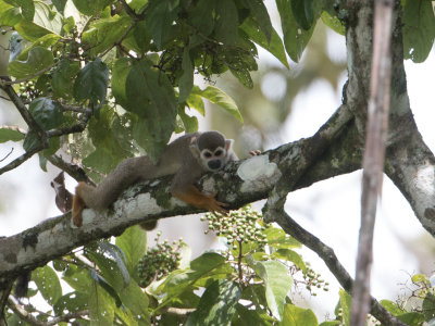 Grijsgroen doodshoofdaapje / Common squirrel monkey / Saimiri sciureus