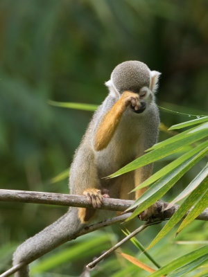 Grijsgroen doodshoofdaapje / Common squirrel monkey / Saimiri sciureus