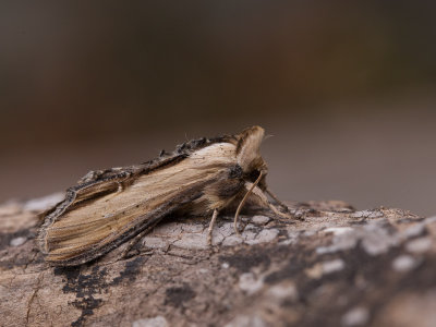 Helmkruidvlinder / Water Betony / Cucullia scrophulariae
