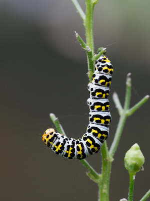 Helmkruidvlinder / Water Betony / Cucullia scrophulariae