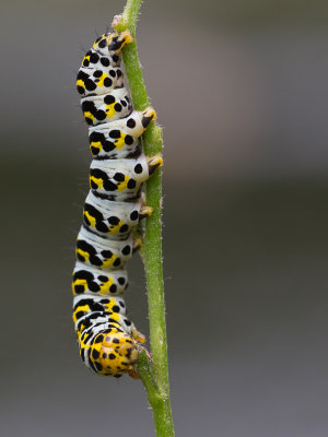Helmkruidvlinder / Water Betony / Cucullia scrophulariae