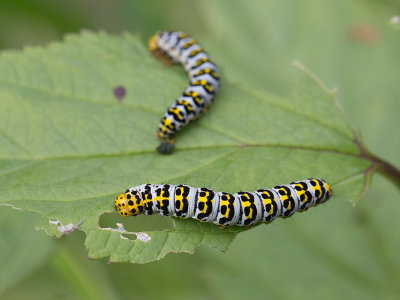 Helmkruidvlinder / Water Betony / Cucullia scrophulariae