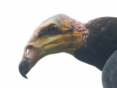 Greater Yellow-headed Vulture / Grote geelkopgier / Cathartes melambrotus