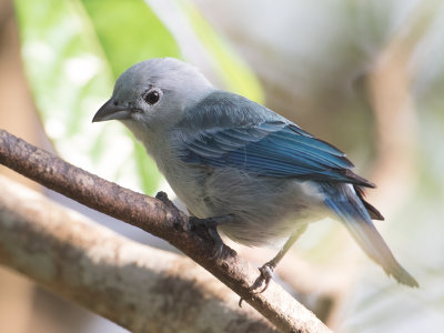 Blue-gray Tanager /  Bisschopstangare / Thraupis episcopus