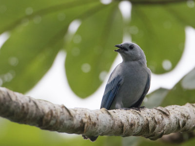 Blue-gray Tanager /  Bisschopstangare / Thraupis episcopus