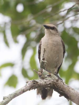 Tropical Mockingbird / Tropische spotlijster / Mimus gilvus