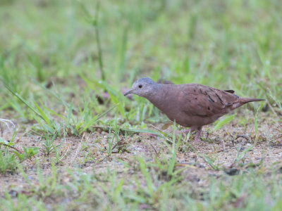Ruddy Ground-dove / Steenduif / Columbina talpacoti