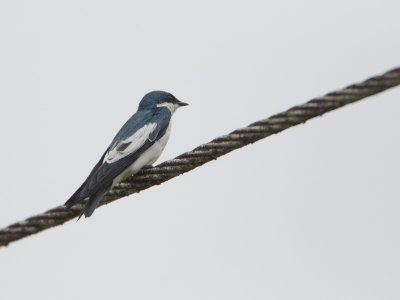 White-winged Swallow / Witbuikzwaluw / Tachycineta albiventer