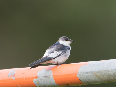 White-winged Swallow / Witbuikzwaluw / Tachycineta albiventer