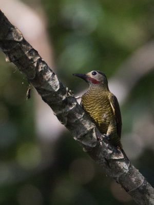 Golden-olive woodpecker / Olijfrugspecht / Colaptes rubiginosus