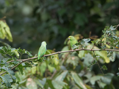 Green-rumped Parrotlet / Groene muspapegaai / Forpus passerinus