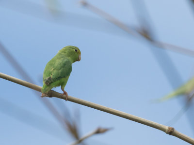 Green-rumped Parrotlet / Groene muspapegaai / Forpus passerinus