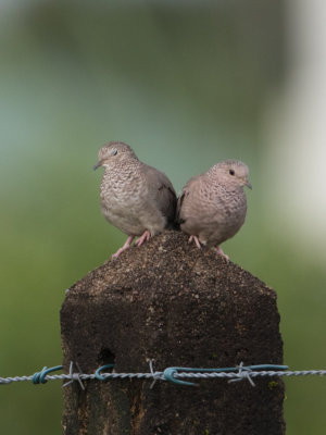 Common Ground-Dove / Musduif / Columbina passerina