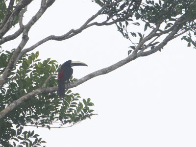 Black-necked Araari / Zwartnekarassari / Pteroglossus aracari