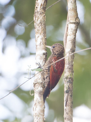Blood-colored Woodpecker / Bloedrugspecht / Veniliornis sanguineus