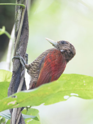 Blood-colored Woodpecker / Bloedrugspecht / Veniliornis sanguineus
