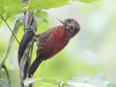 Blood-colored Woodpecker / Bloedrugspecht / Veniliornis sanguineus