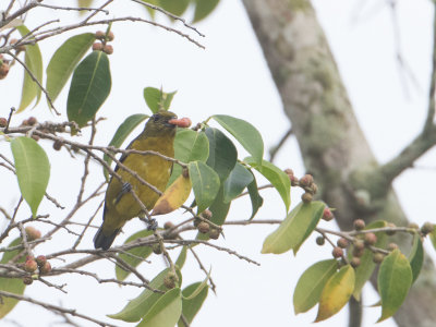 Violaceous Euphonia / Violette organist / Euphonia violacea