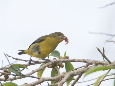 Violaceous Euphonia / Violette organist / Euphonia violacea