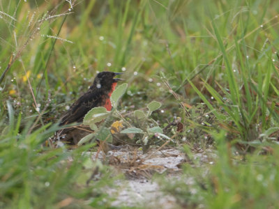 Red-breasted Meadowlark / Soldatenspreeuw / Sturnella militaris