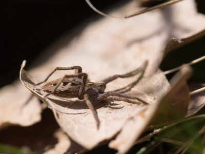 Kraamwebspin / Pisaura mirabilis