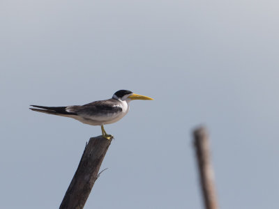 Large-billed Tern / Grootsnavelstern /Phaetusa simplex