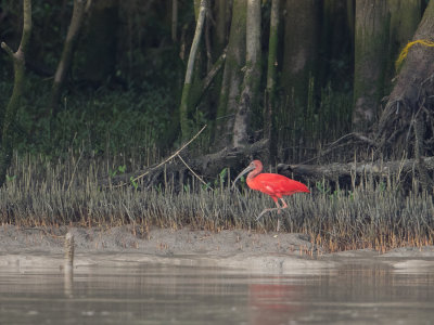 Scarlet Ibis / Rode ibis / Eudocimus ruber
