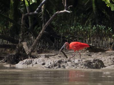 Scarlet Ibis / Rode ibis / Eudocimus ruber