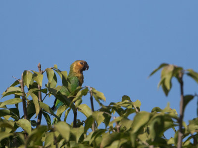 Brown-throated Parakeet / Masparkiet / Eupsittula pertinax