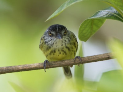 Spotted Tody-Flycatcher / Gevlekte schoffelsnavel / Todirostrum maculatum