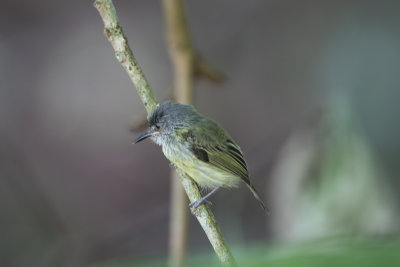 Spotted Tody-Flycatcher / Gevlekte schoffelsnavel / Todirostrum maculatum